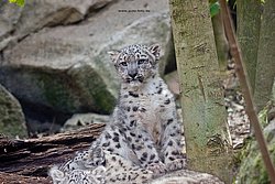 Schneeleopard-009.jpg