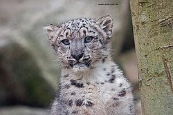 Schneeleopard-010.jpg