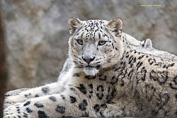 Schneeleopard-013.jpg