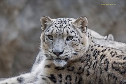 Schneeleopard-014.jpg