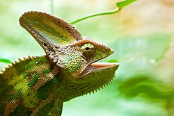 Jemenchamaeleon-01.JPG