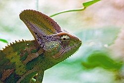 Jemenchamaeleon-02.JPG