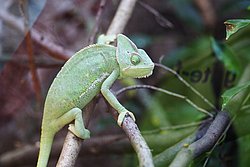 Jemenchamaeleon-03.JPG