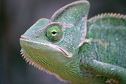 Jemenchamaeleon-03.jpg