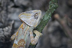 Jemenchamaeleon-04.JPG