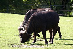 Kaffernbueffel-2.jpg