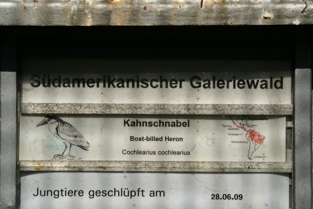 Kahnschnabel-3.JPG