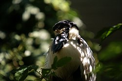 Kahnschnabel-2.JPG