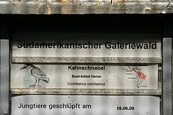 Kahnschnabel-3.JPG