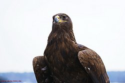 Kaiseradler-02.jpg