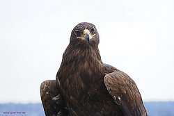 Kaiseradler-03.jpg