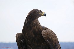 Kaiseradler-04.jpg