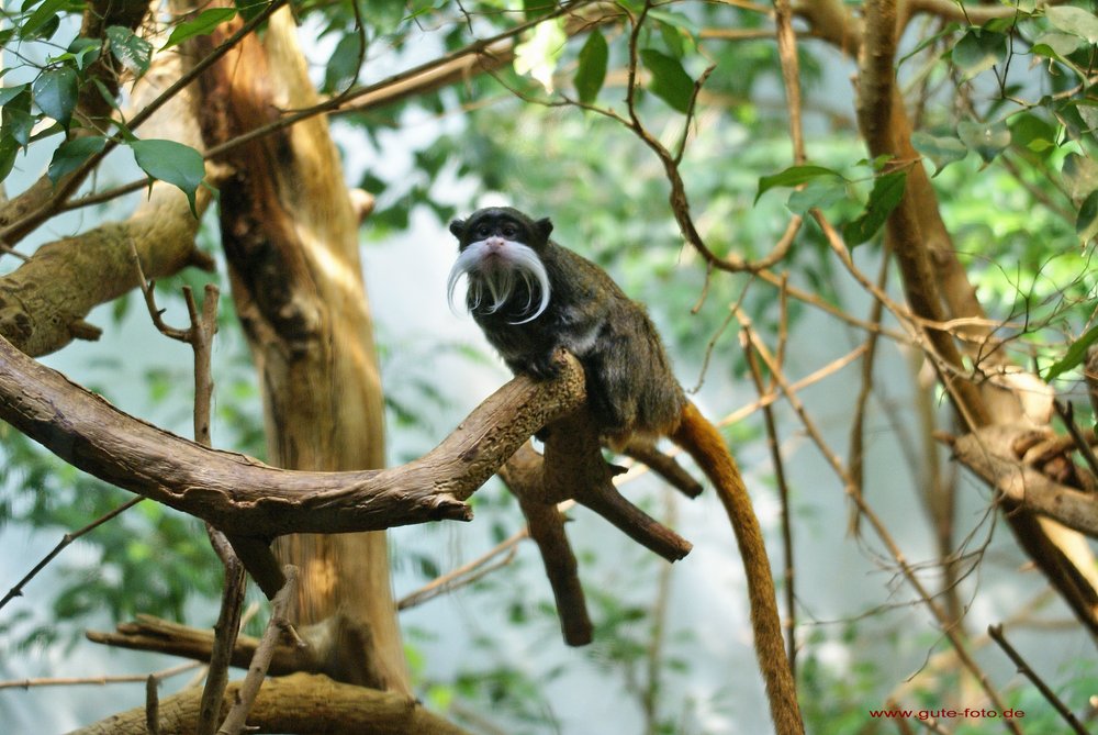 Kaiserschnurrbart-Tamarin-3.jpg