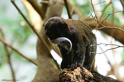 Kaiserschnurrbart-Tamarin-1.jpg
