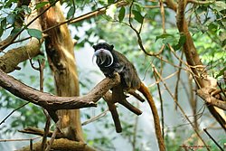 Kaiserschnurrbart-Tamarin-3.jpg