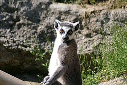 Katta-01.JPG