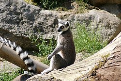 Katta-06.JPG