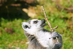 Katta-07.JPG
