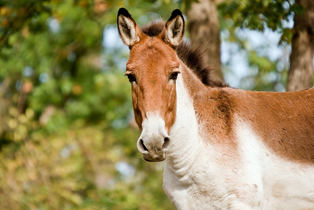 Kiang-02.JPG