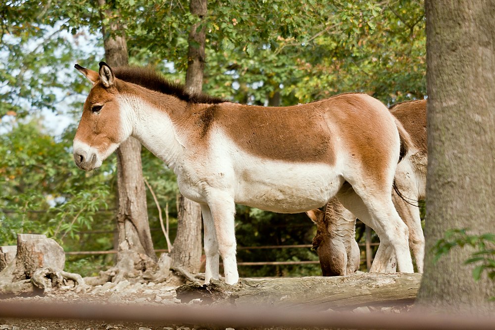 Kiang-04.JPG