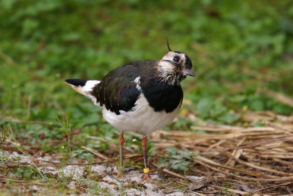 Kiebitz-3.JPG