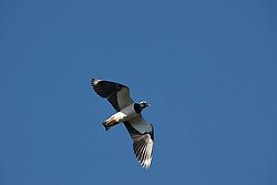 Kiebitz-6.jpg