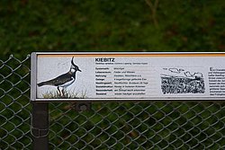 Kiebitz-7.JPG