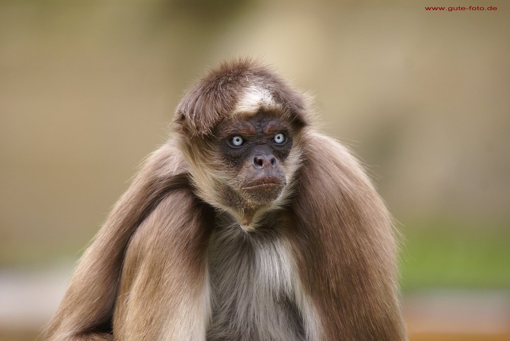Klammeraffe-01.jpg
