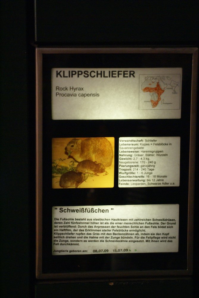 Klippschliefer-7.JPG