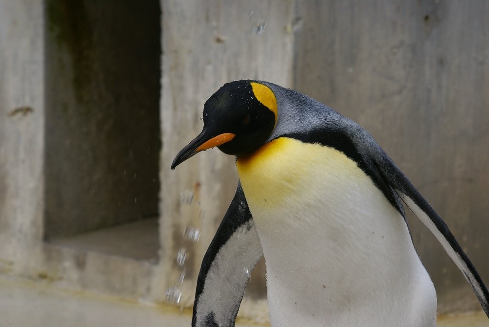 Pinguin Bilder - Pinguin Foto aus der Natur und Wildparks oder Tiergarten