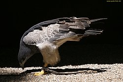 Kordillerenadler-03.jpg