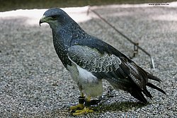 Kordillerenadler-04.jpg