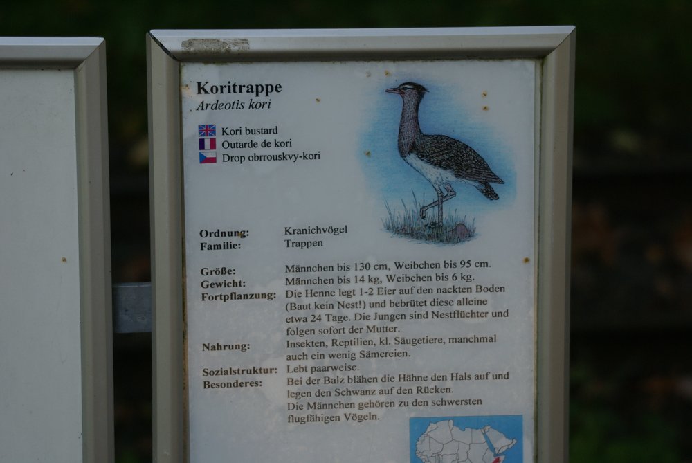 Koritrappe-006.JPG