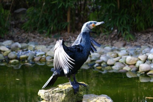 Kormoran1.JPG