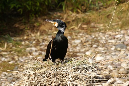 Kormoran3.JPG