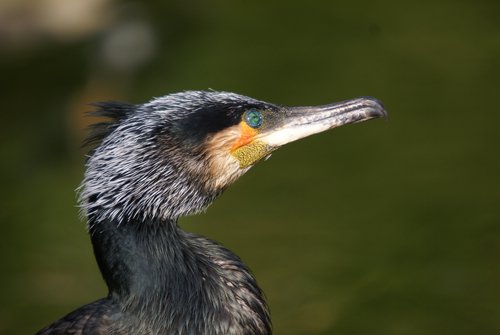 Kormoran9.JPG