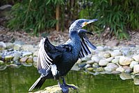 Kormoran.JPG
