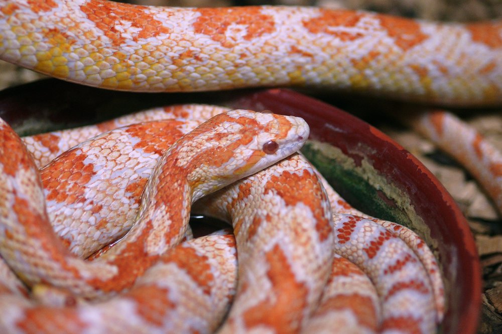 Kornnatter-Albino-03.JPG