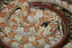 Kornnatter-Albino-02.JPG