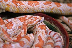 Kornnatter-Albino-03.JPG