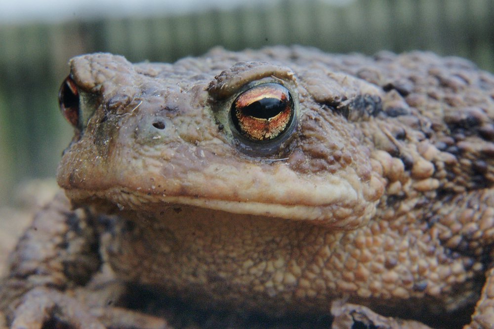 Kroete-002.JPG