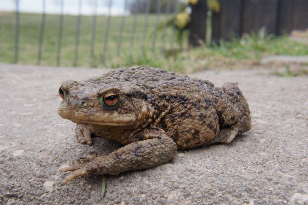 Kroete-010.JPG