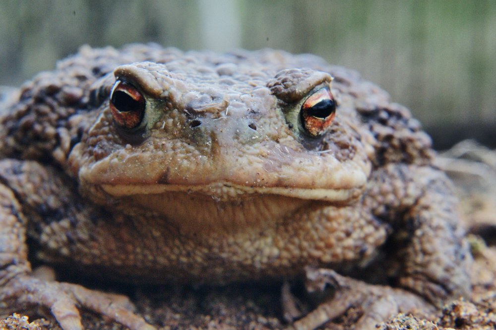 Kroete-011.JPG