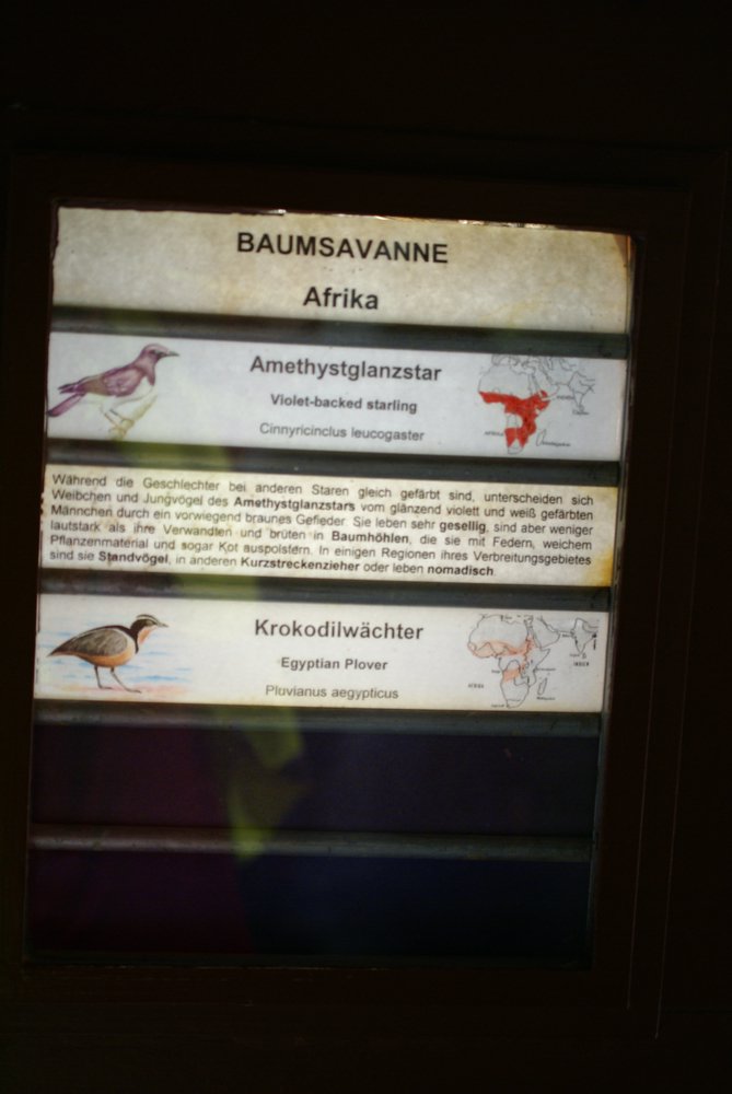 Krokodilwaechter-4.JPG