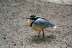 Krokodilwaechter-3.JPG