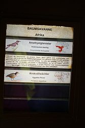 Krokodilwaechter-4.JPG