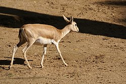 DSC01467.JPG