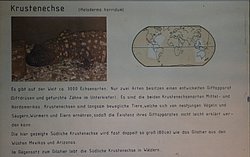 Krustenechse-03.JPG
