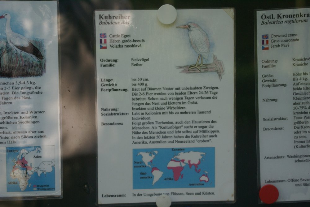 Kuhreiher-9.JPG