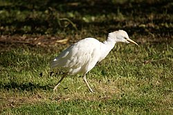 Kuhreiher-6.jpg